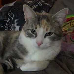 Meet your Posher, Kalli